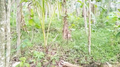 Dijual Tanah Eksklusif di Ungaran Timur, Semarang, LT 1290m²