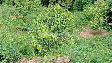 Investasi Tanah Murah di Randudongkal, Pemalang, Luas 3500m²