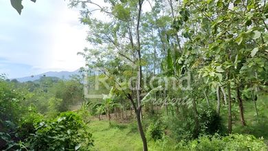 Jual Cepat Tanah Prospektif di Boja, Kendal, LT 5950m²