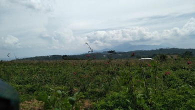 Tanah Favorit di Area Bandungan, Semarang, LT 4000m²